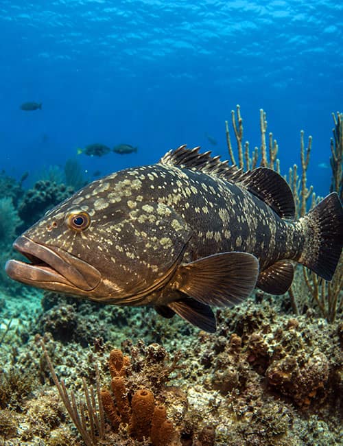 Black Grouper Season