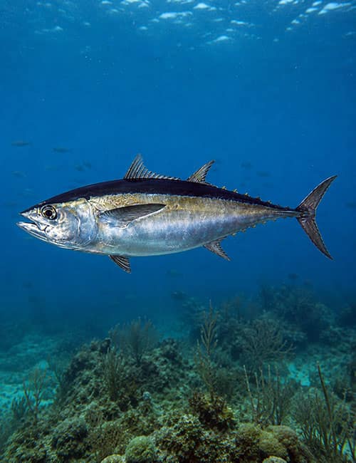 Blackfin Tuna Season