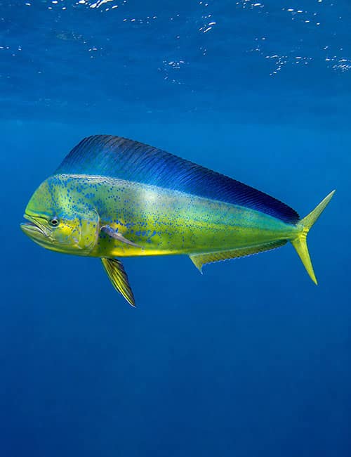 Mahi-Mahi Season